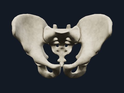 Free 3D Human Anatomy Atlas Online | Cogni Anatomy