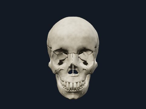 Free 3D Human Anatomy Atlas Online | Cogni Anatomy