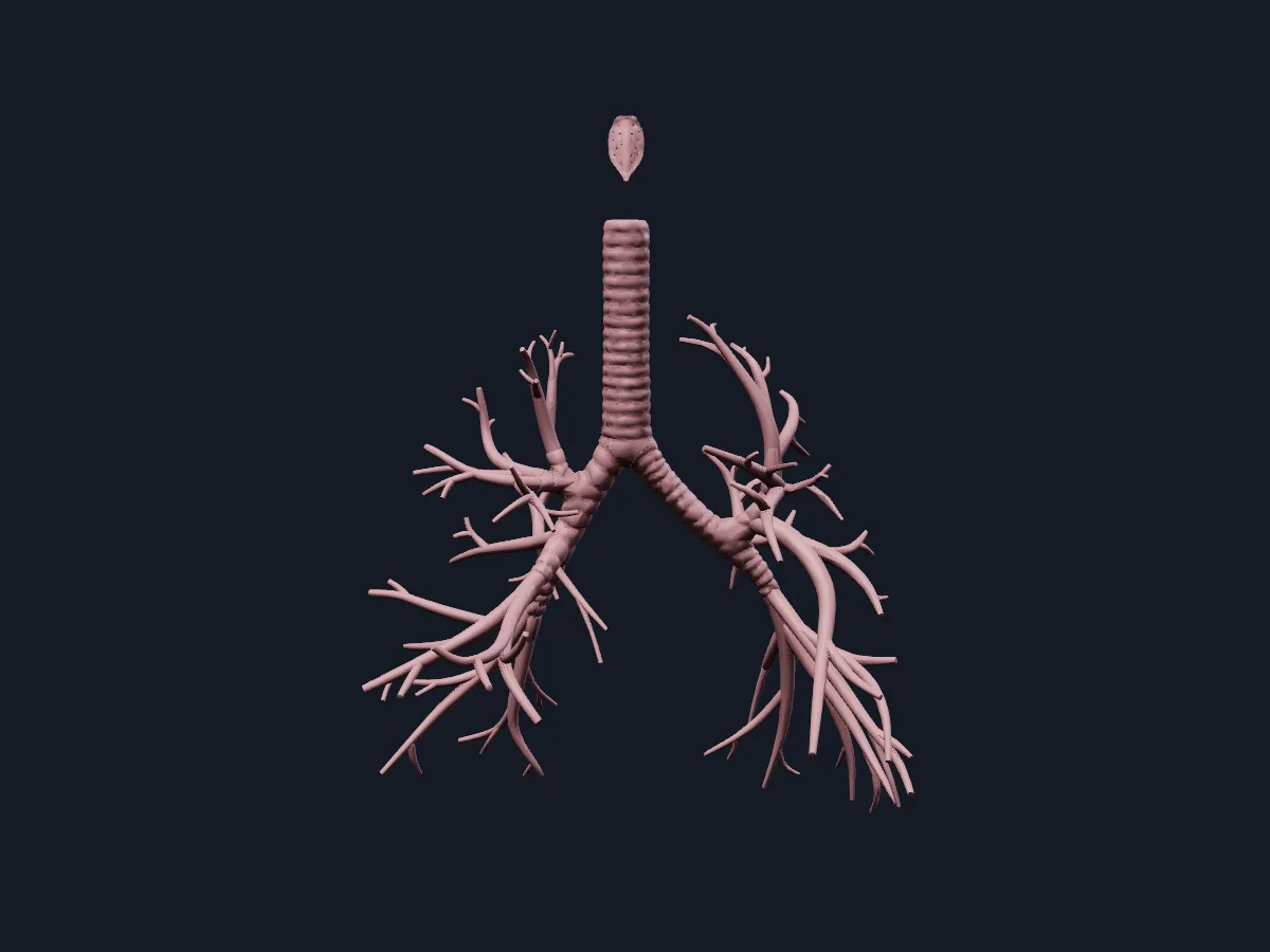 The epiglottis, trachea, main bronchi and segmental bronchial trees, without the lung lobes.