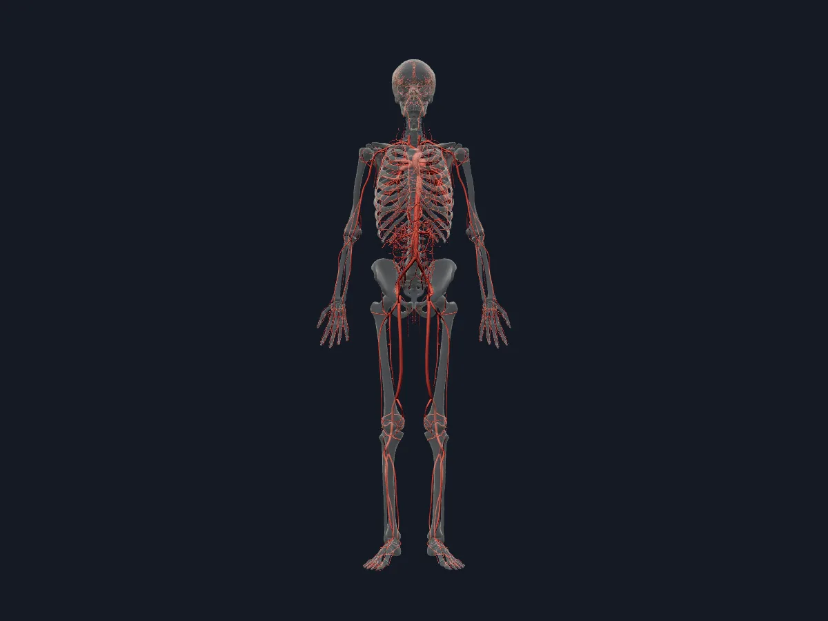 The arterial tree of the whole body, from the aorta and the arteries of the brain to the hands and feet.
