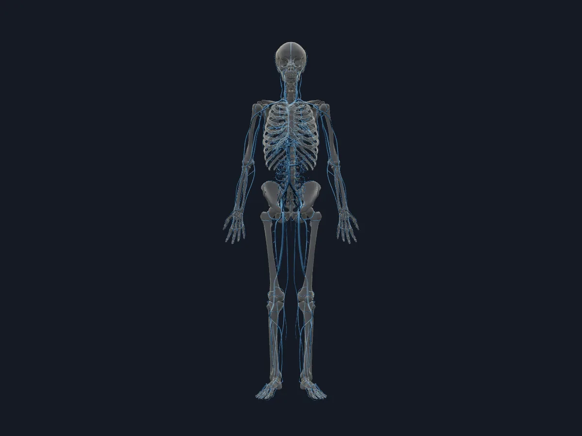 The veins of the whole body, including the venae cavae, the dural sinuses and the hepatic portal system.