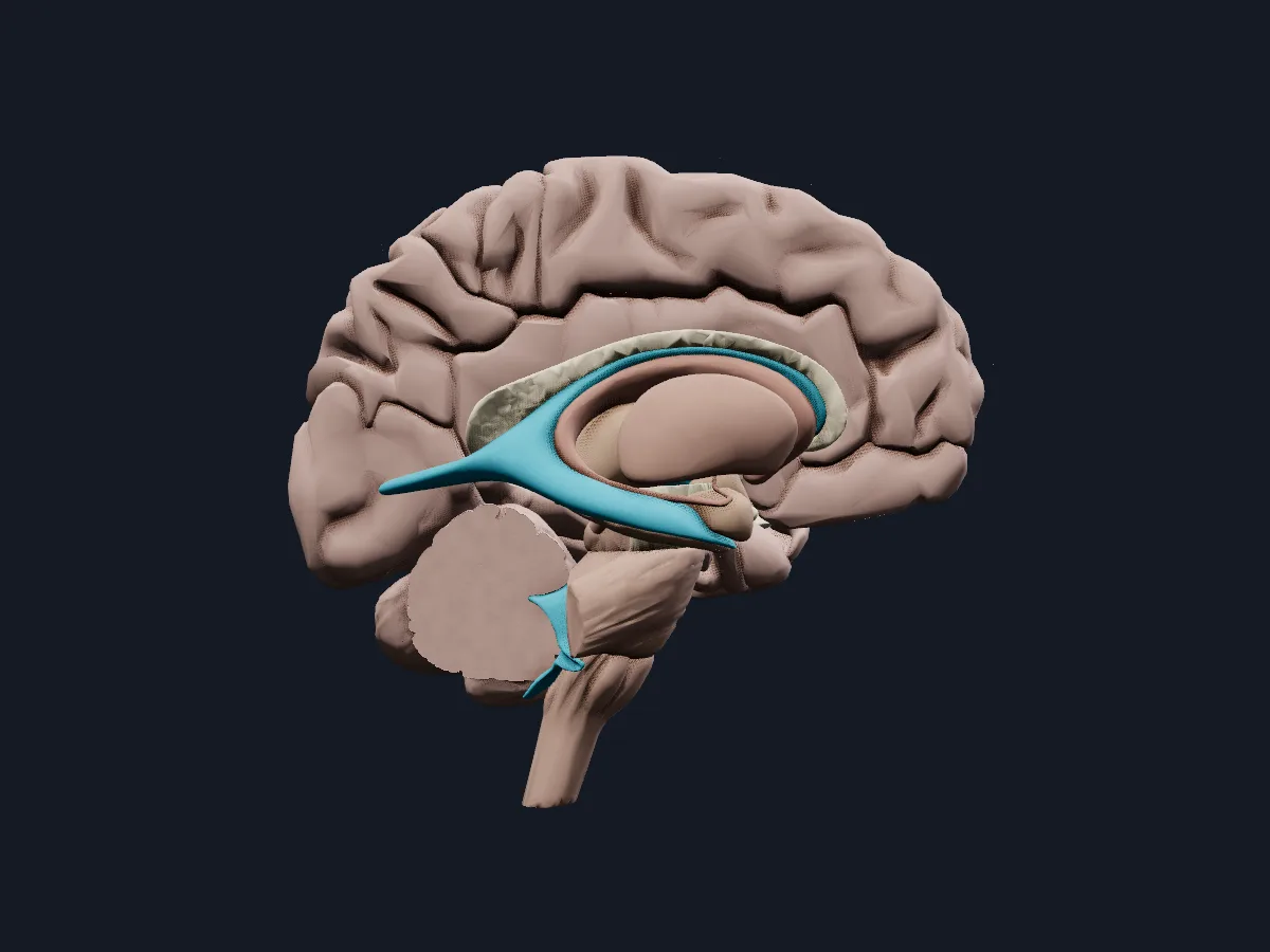 The brain cut open to show the basal nuclei, thalamus, limbic structures and ventricles.