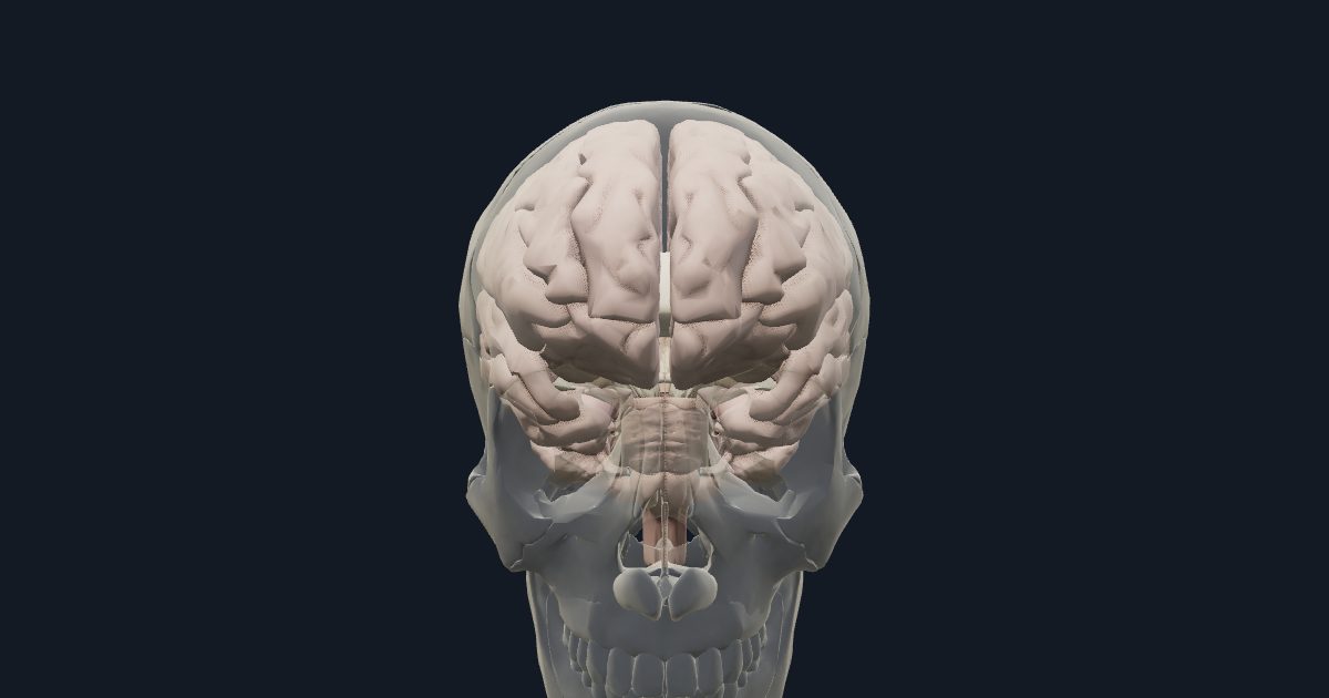 Brain Anatomy 3D: Free Interactive Model | Cogni Anatomy