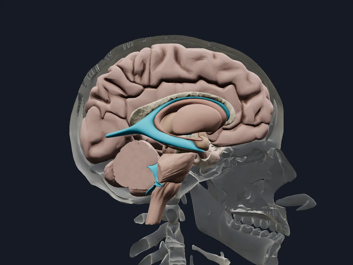 A section through the brain with the skull faded around it.