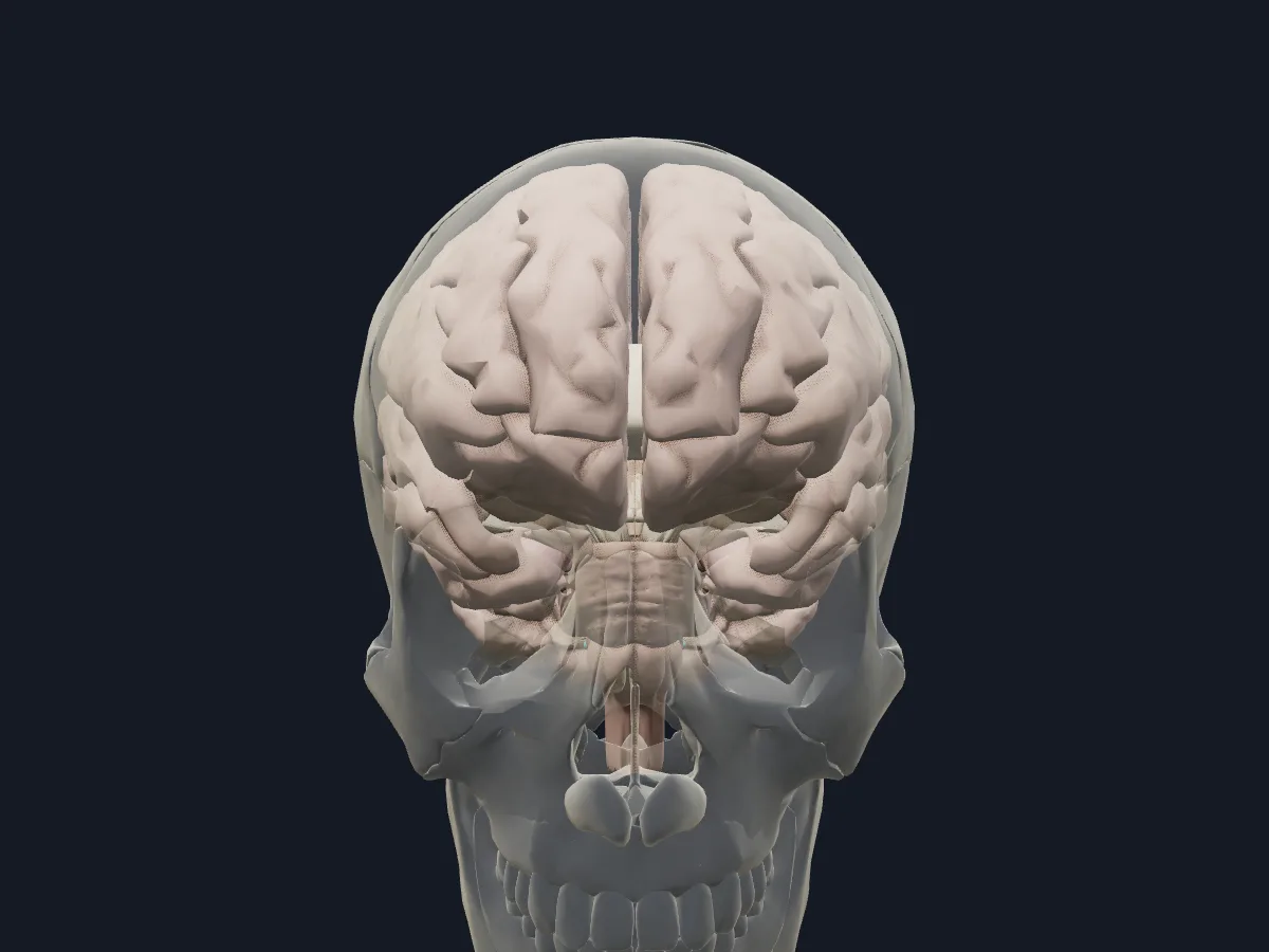 The brain in place inside a faded skull, showing how it fills the cranial cavity.
