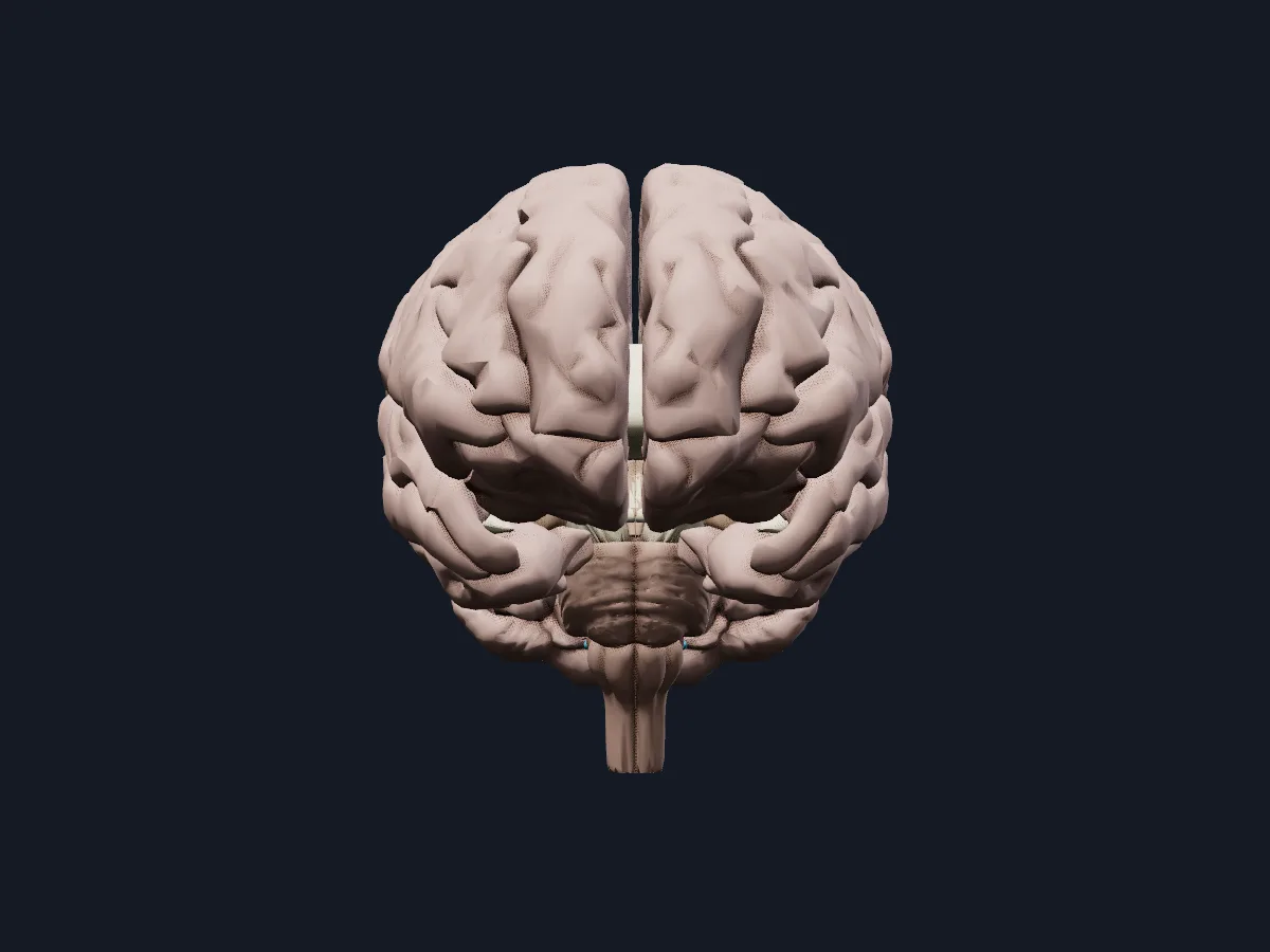 The brain on its own, with the cerebral hemispheres, brainstem and cerebellum.