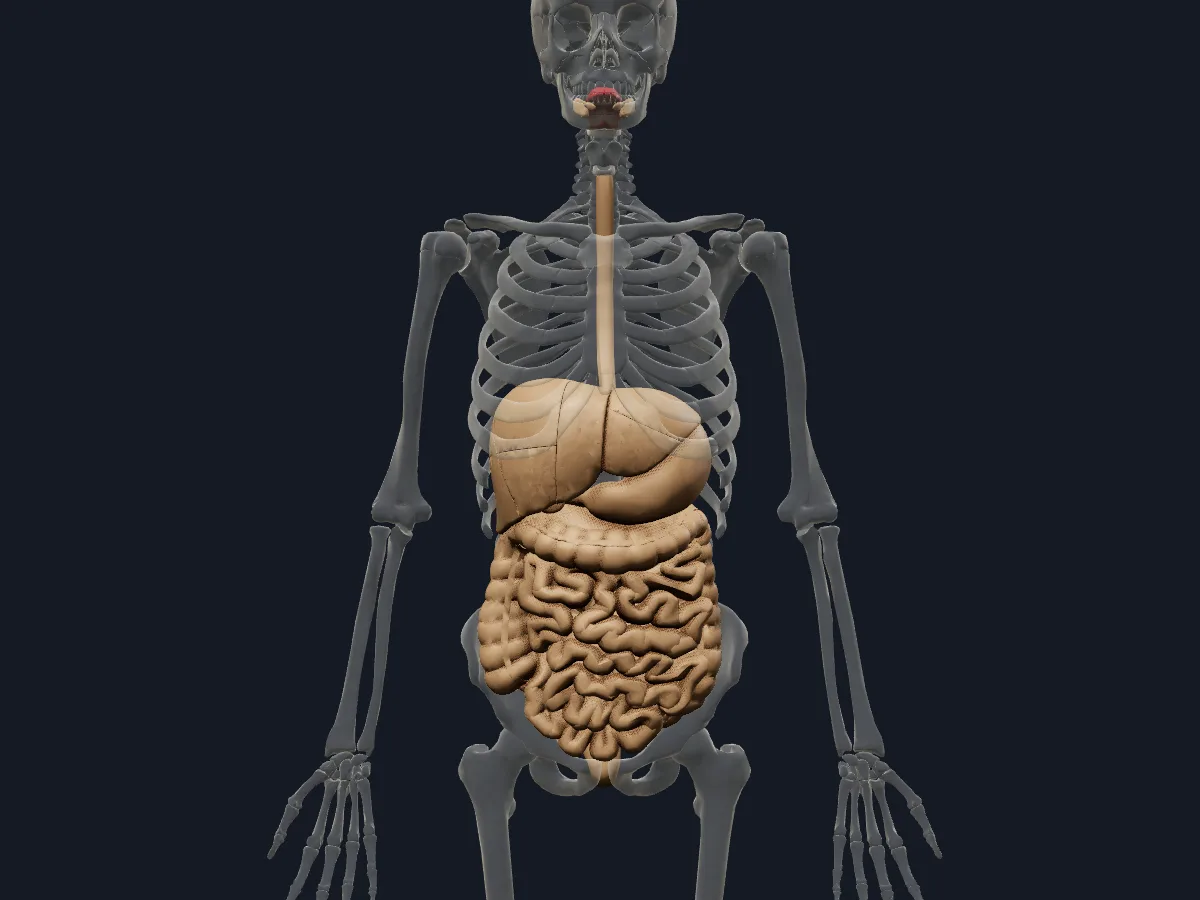 The digestive organs in place inside a see-through skeleton, from the tongue and salivary glands to the rectum.