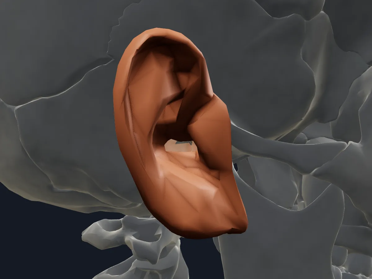 The auricle of the external ear on its own, with the skull faded behind it.