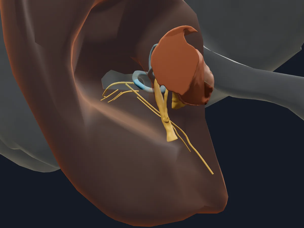 The middle and inner ear in place inside the temporal bone, with the external acoustic meatus.