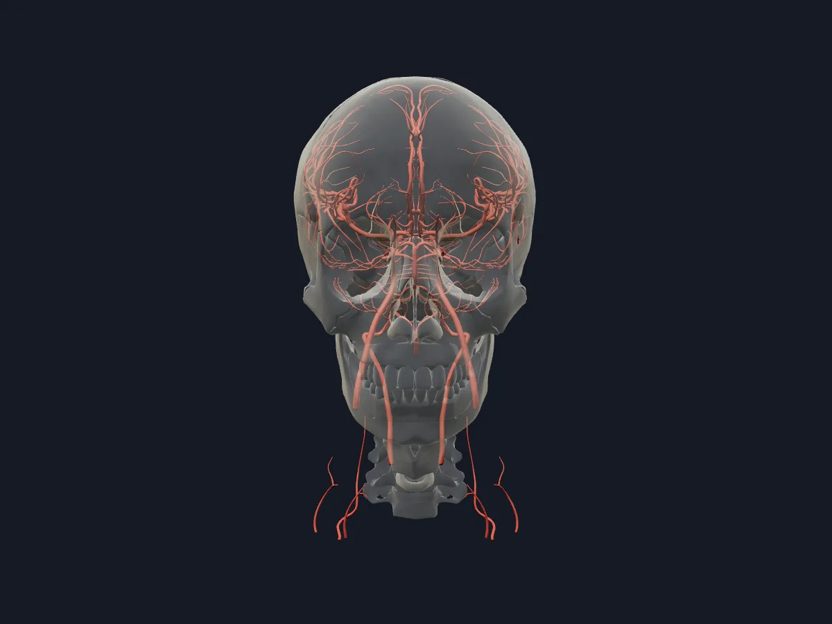 Só as artérias, das carótidas internas e vertebrais até os ramos corticais das artérias cerebrais.