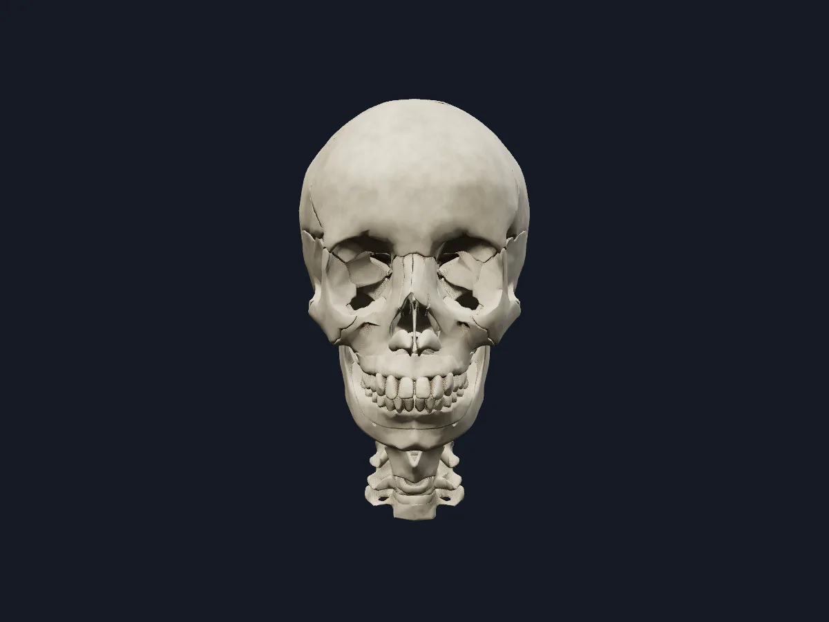 The skull together with the cervical vertebrae, intervertebral discs, hyoid bone and laryngeal cartilages.