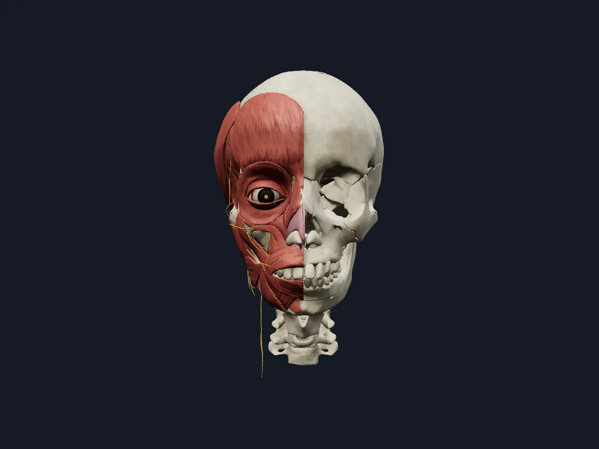 The same nerves shown with the muscles and bones of the head and neck.