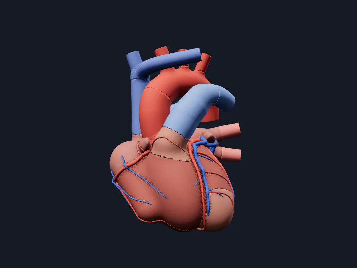 Modelo didáctico detallado de las paredes, las válvulas, las cuerdas tendinosas y los músculos papilares del corazón.