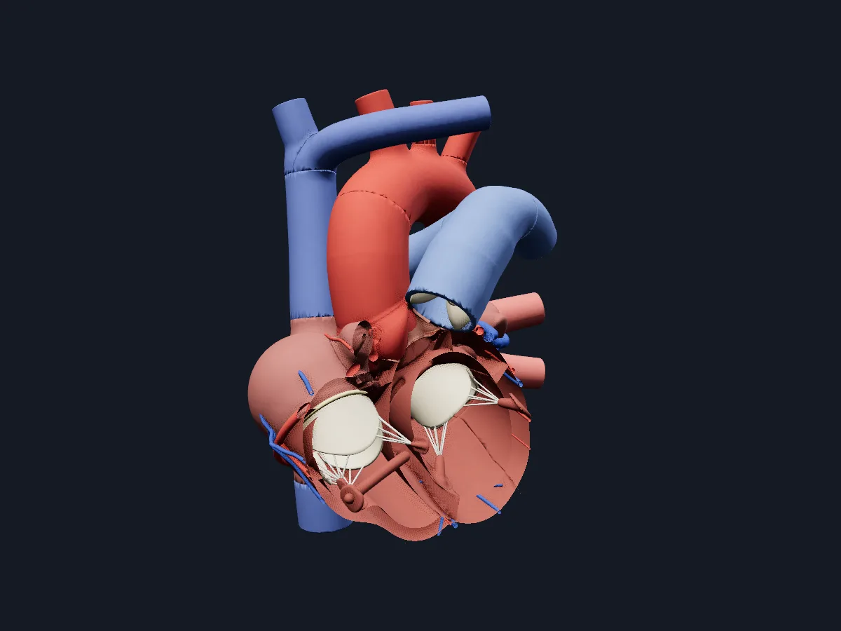 The heart opened in a coronal plane, showing the valves and chordae inside the chambers with the coronary and great vessels.