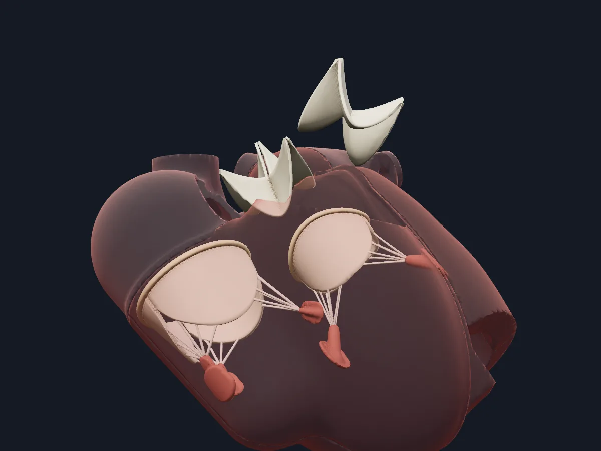 The valve apparatus on its own: annuli, leaflets and cusps, chordae tendineae and papillary muscles of all four valves.
