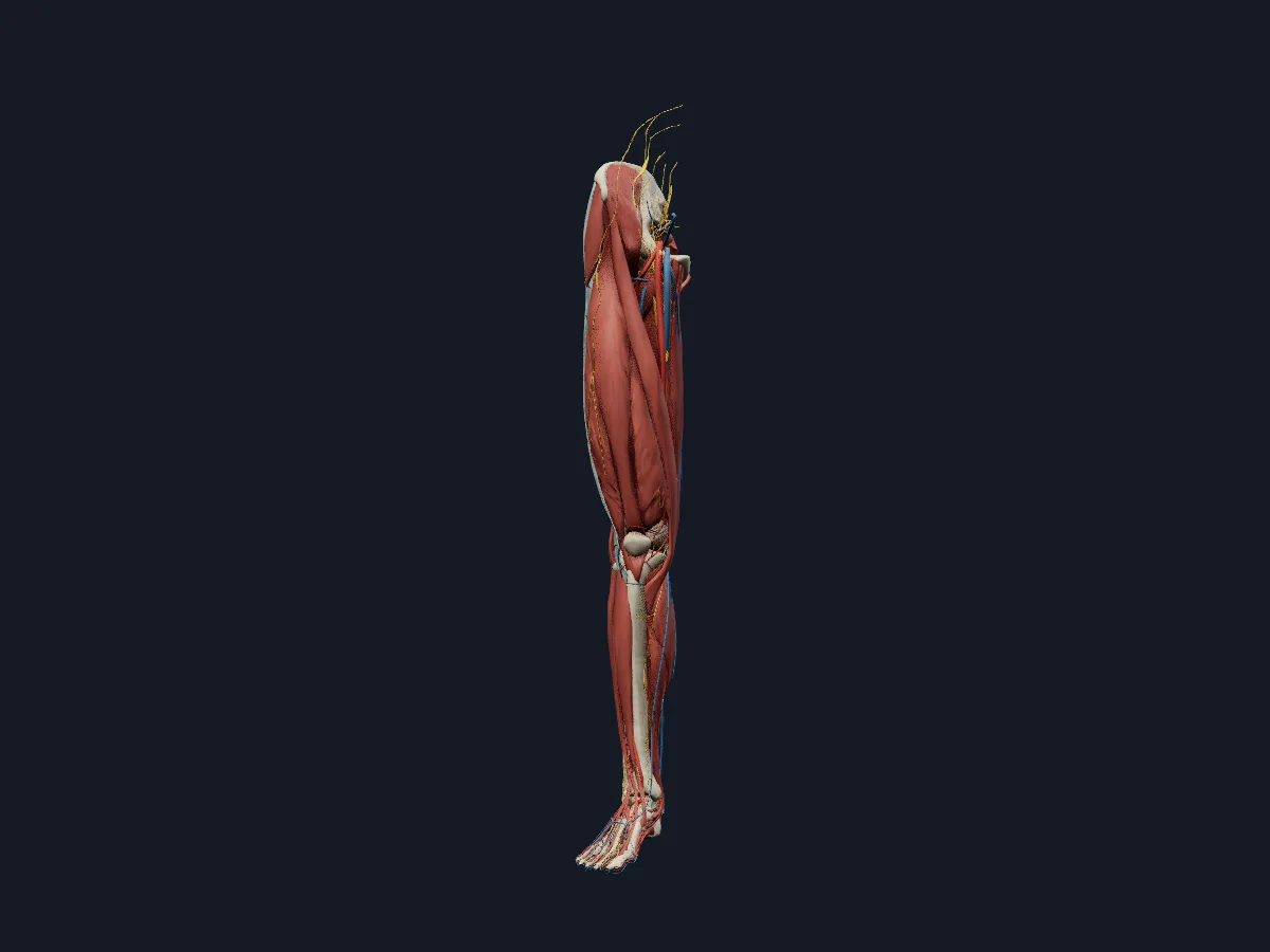 Every layer of the right lower limb together: bones, muscles, arteries, veins and nerves, with neighbouring pelvic structures.