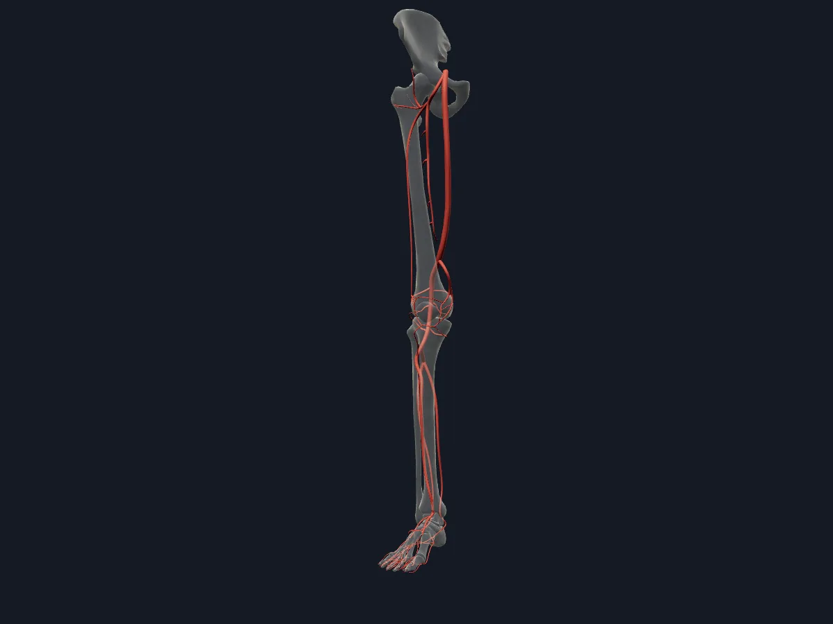 Die Arterien der rechten unteren Extremität von den Beckenarterien bis zum Arcus plantaris und den Zehen.