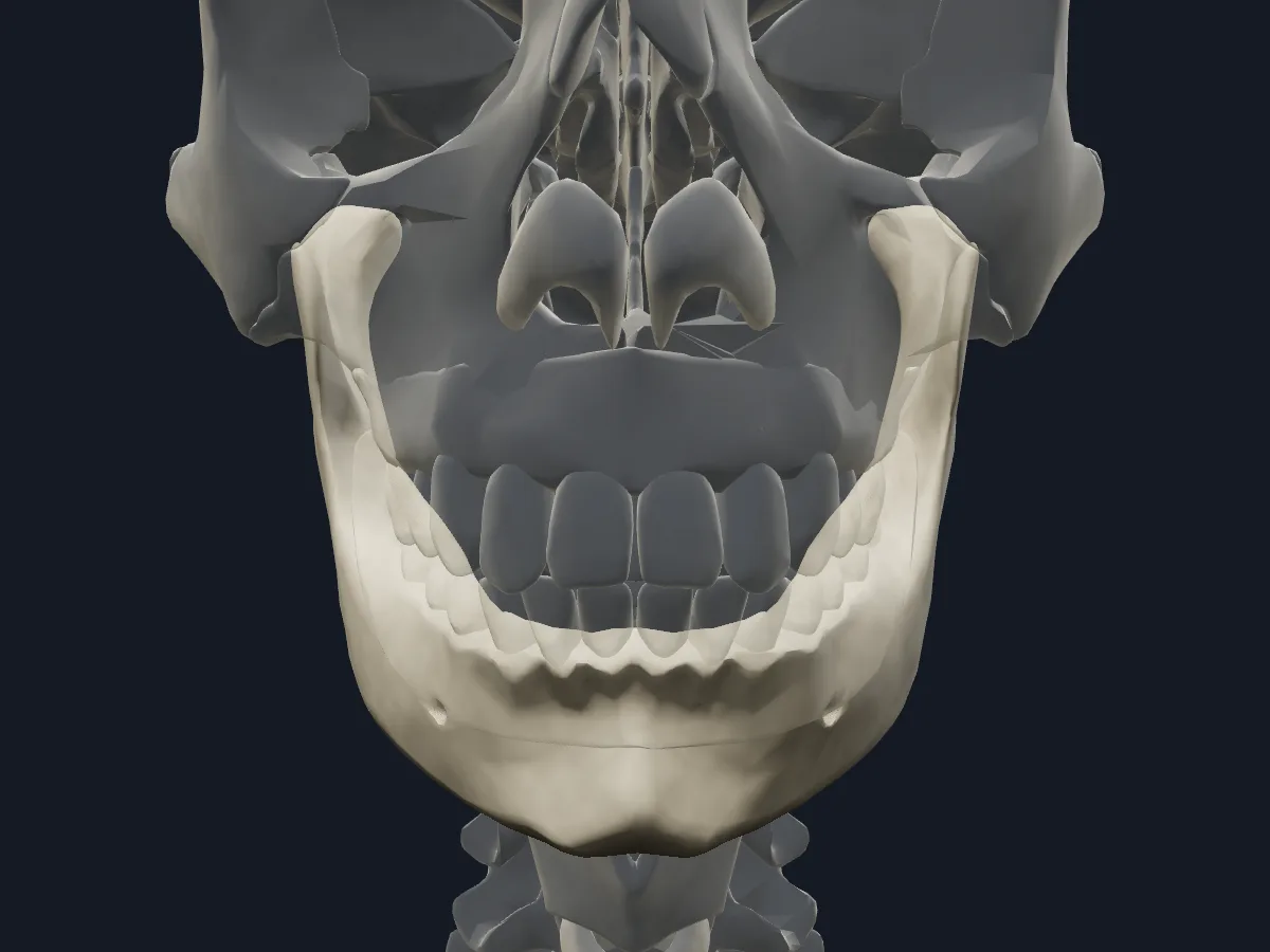 The mandible on its own, with the rest of the skeleton faded for orientation.