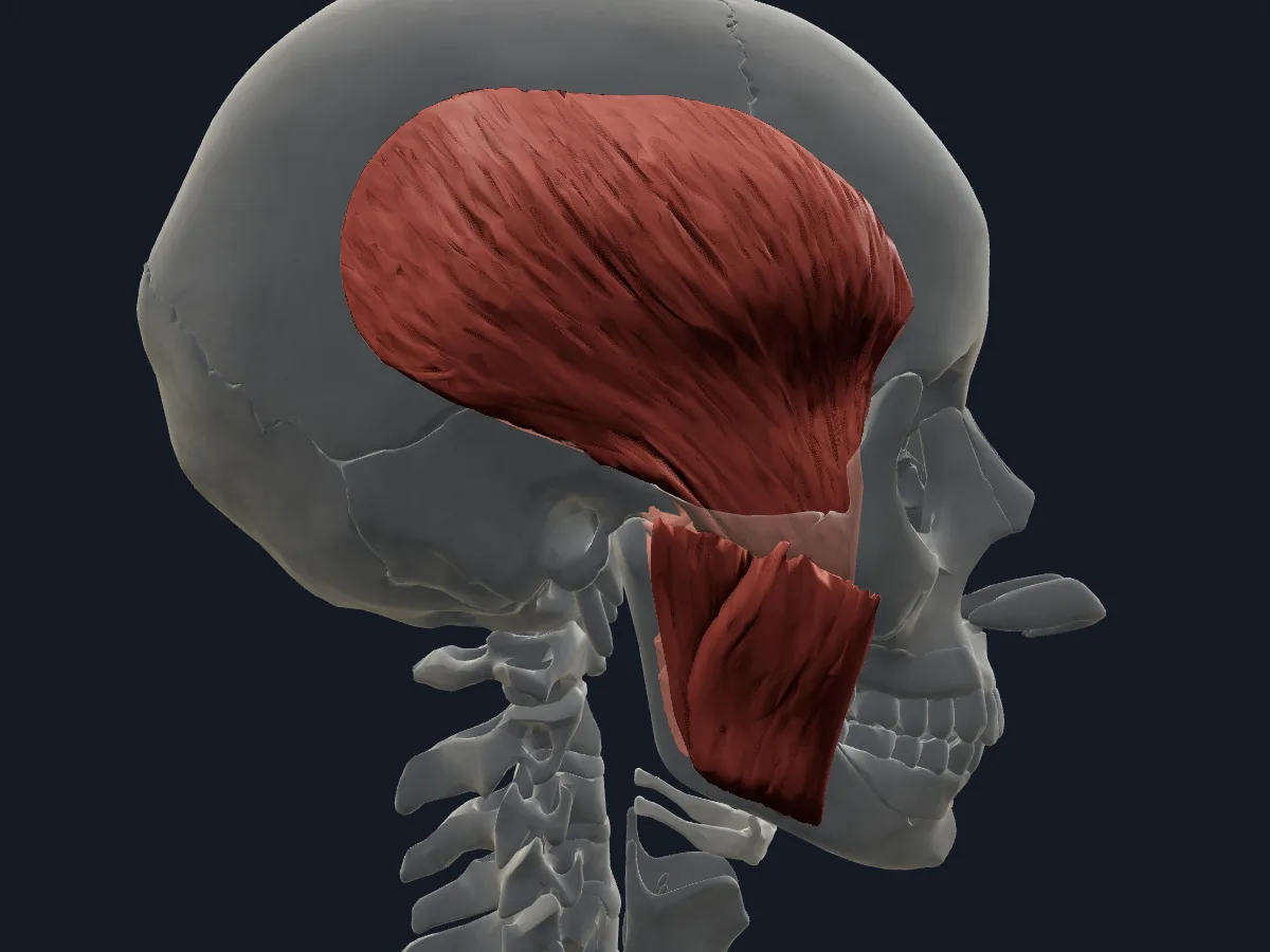 The temporalis, masseter and pterygoid muscles that move the mandible, over a faded skull.