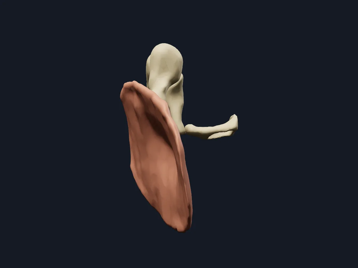 The malleus, incus and stapes enlarged to show their shape and how they connect.