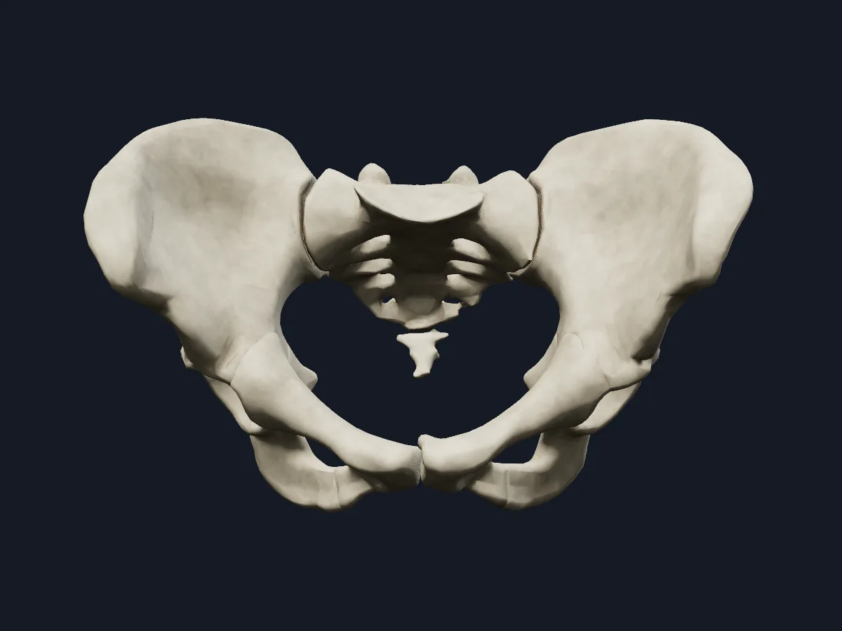 Female pelvis with each hip bone split into ilium, ischium and pubis, together with the sacrum and coccyx.