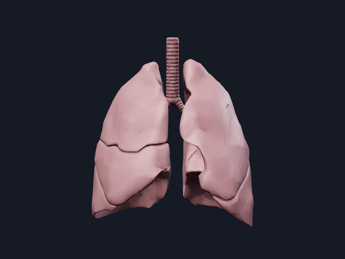 The lungs and bronchial tree on their own, without surrounding structures.
