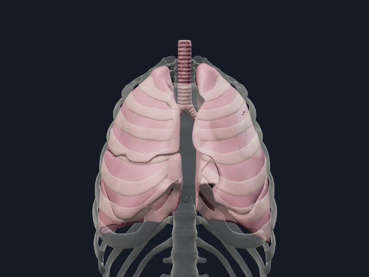 The lungs and airways in place inside a see-through skeleton.