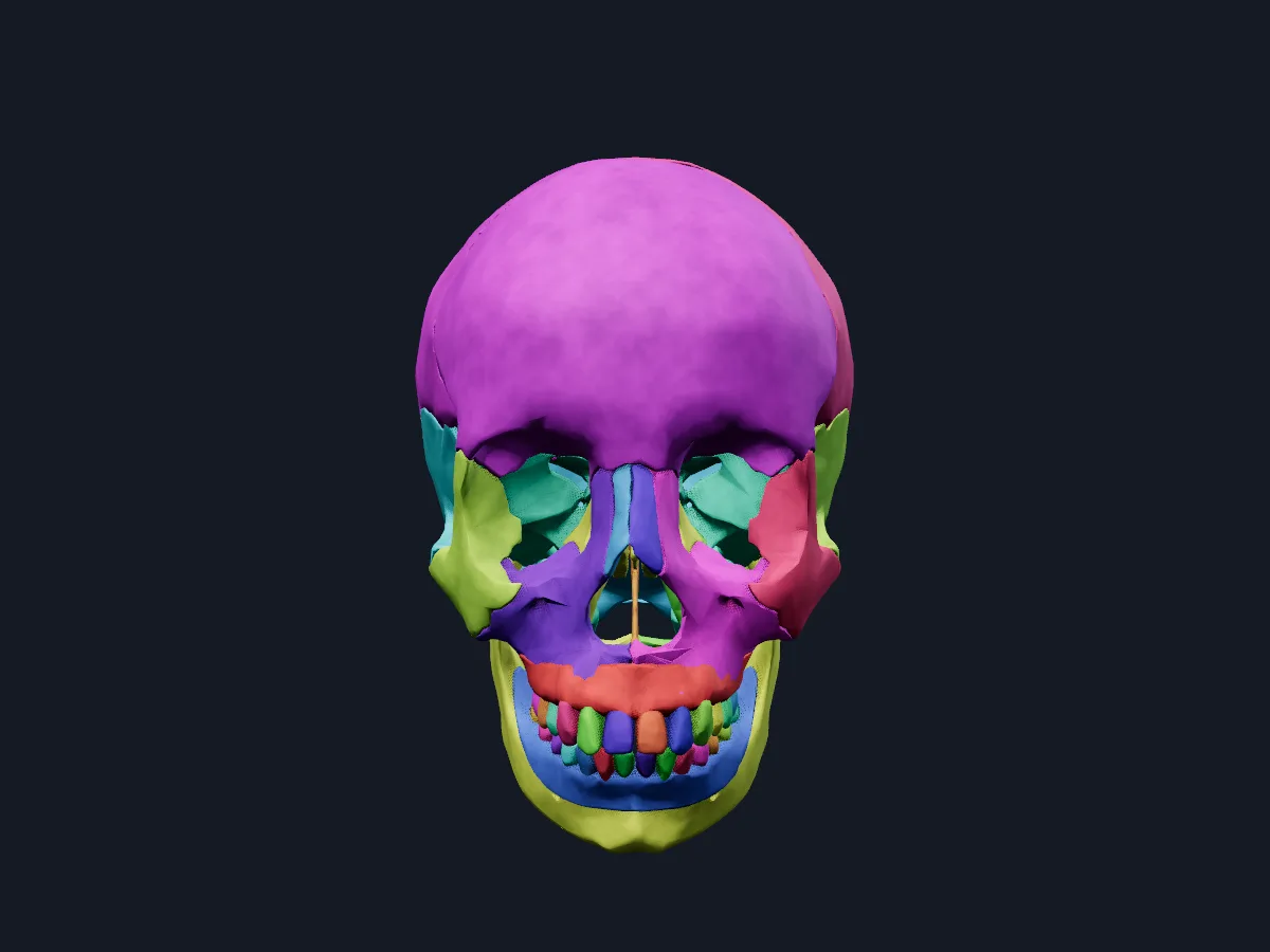 The same skull with the bones coloured so each one and its sutures stand out.
