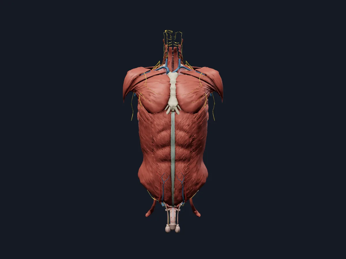 Every system of the trunk at once: bones, muscles, vessels, nerves and the thoracic, abdominal and pelvic organs.