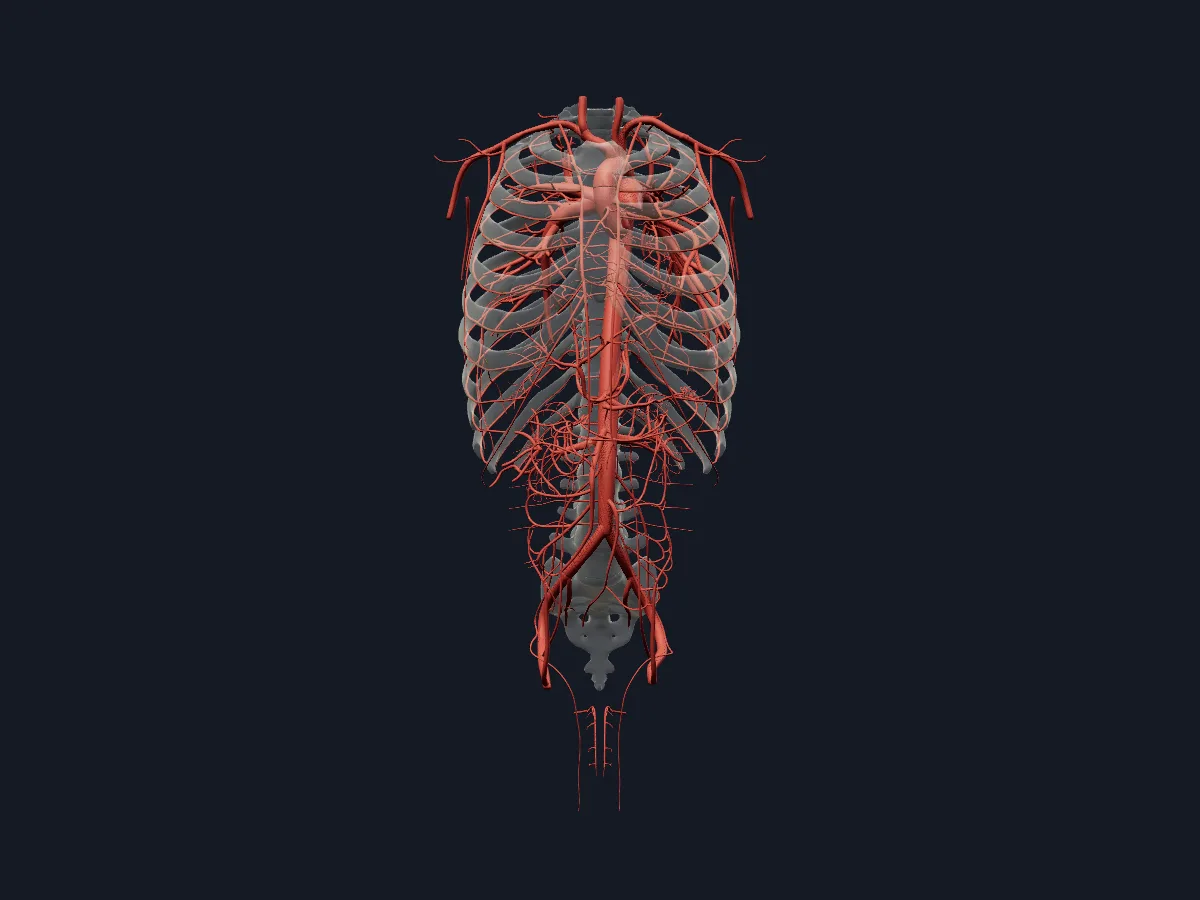 Solo las arterias, desde la aorta y las coronarias hasta las ramas mesentéricas, renales e intercostales.
