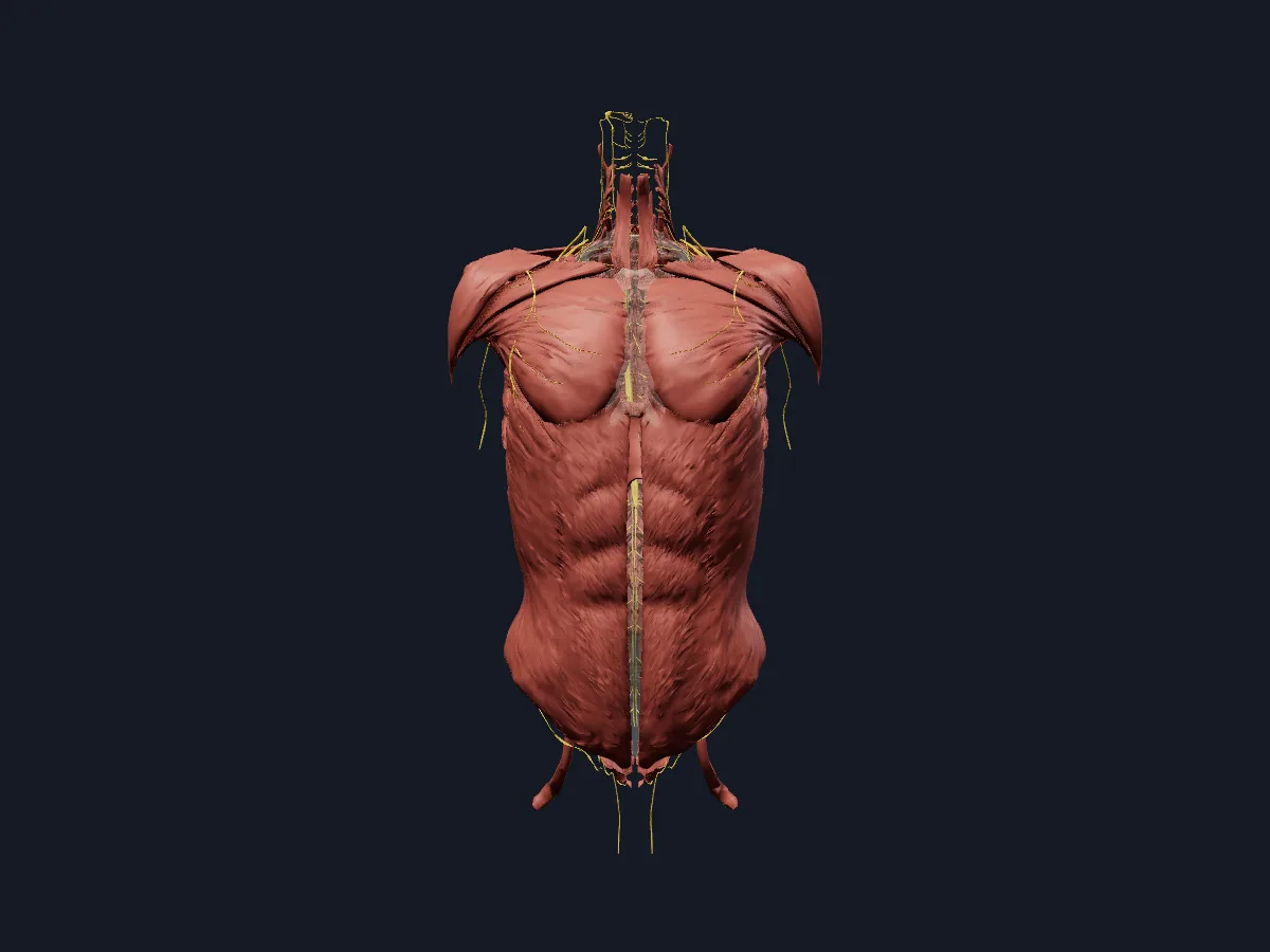 The same nerves together with the trunk muscles, to relate each nerve to the muscles around it.