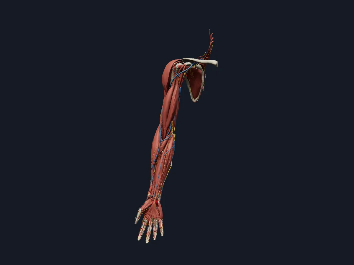 Every layer of the right upper limb together: bones, muscles, arteries, veins, nerves and connective tissue.