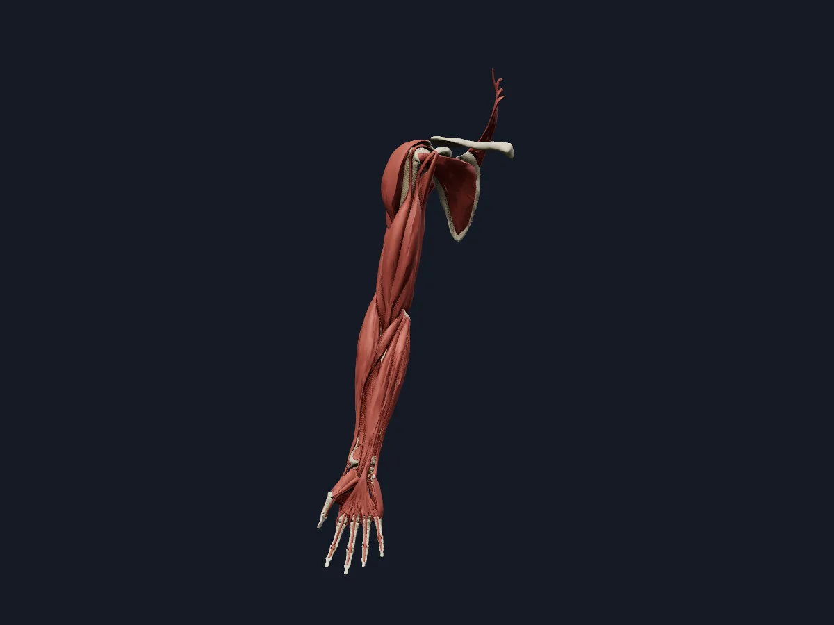 The muscles of the right upper limb on its bones, from the shoulder to the fingers.