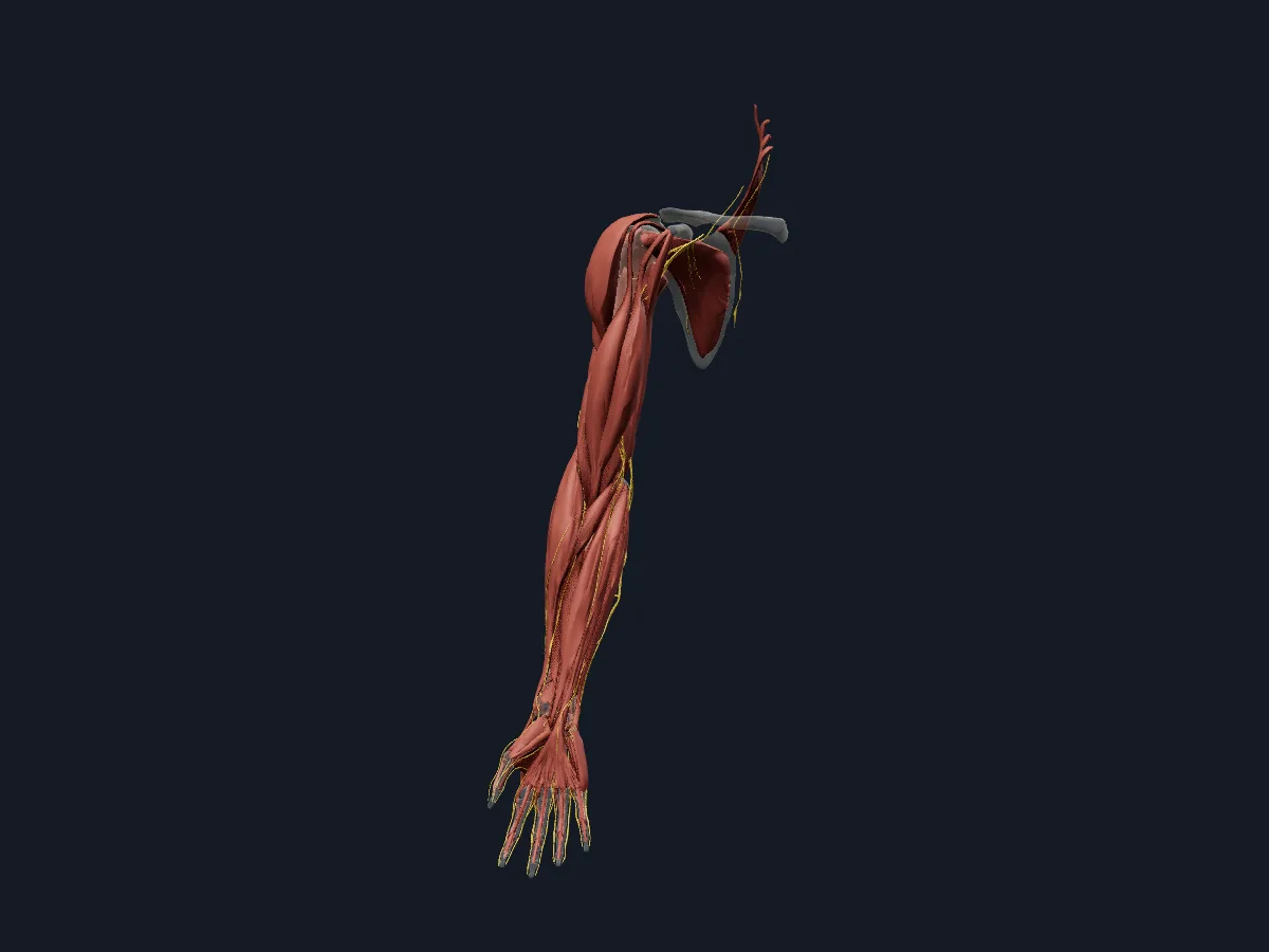 The nerves of the right upper limb together with the muscles they supply.