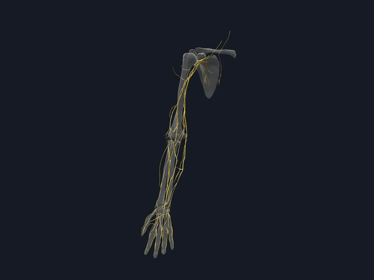 The nerves of the right upper limb and their branches, over a see-through skeleton.