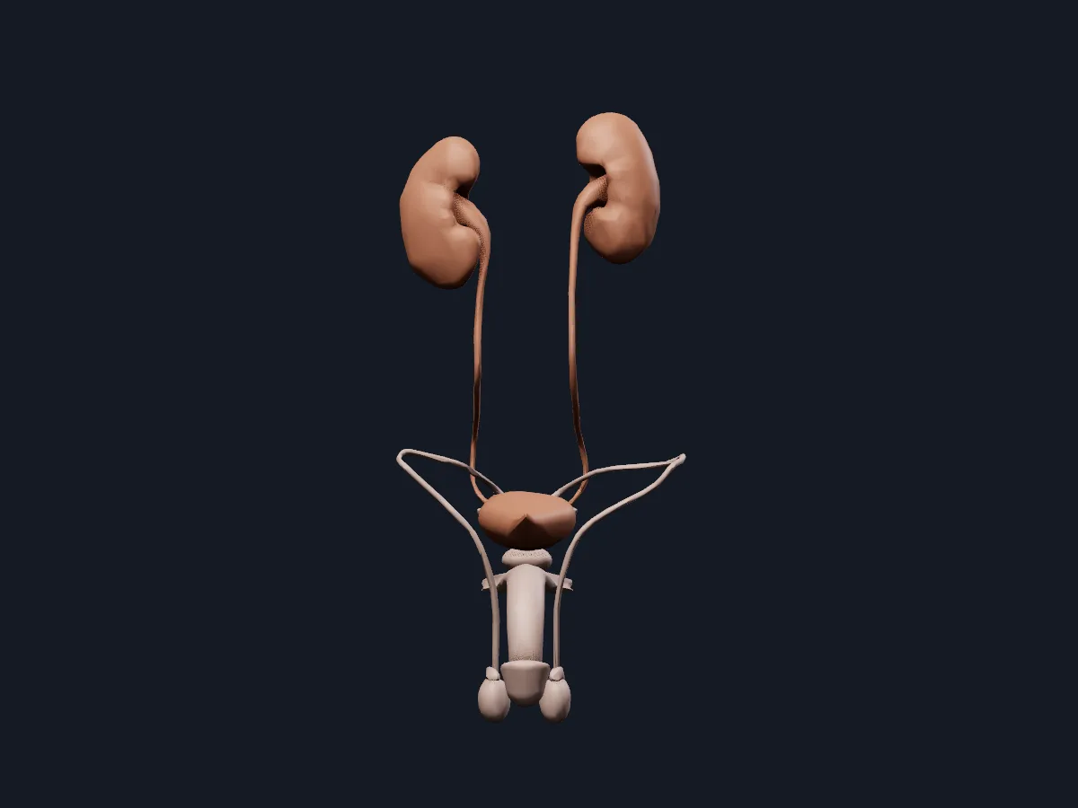 The testes, ducts, glands, penis and urinary organs on their own, without surrounding structures.